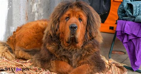 Saint Bernard Vs Tibetan Mastiff - Best For Pets