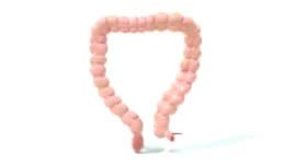 Intestinul subțire 3D — Realitatea augmentată — România