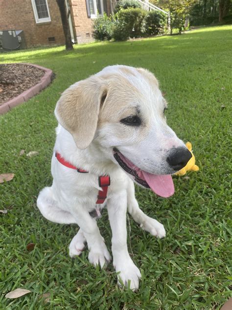 PENDER COUNTY ANIMAL SHELTER - Burgaw NC - Hours, Directions, Reviews ...