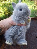 Image result for Baby Dwarf Bunnies
