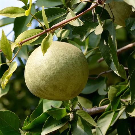 Hug A Plant | Beal Tree/Bilva Patra/Bel Patra/Indian Bael (Aegle ...