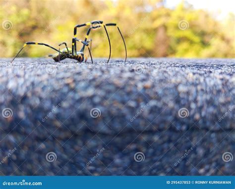 Spiders that Walk on the Walls, Beautiful Spider Background Stock Image - Image of walls ...