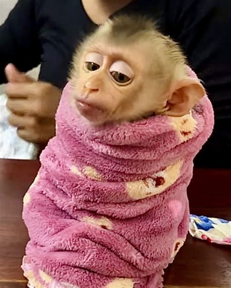 Adorable Baby Spider Monkey Wrapped in a Pink Towel