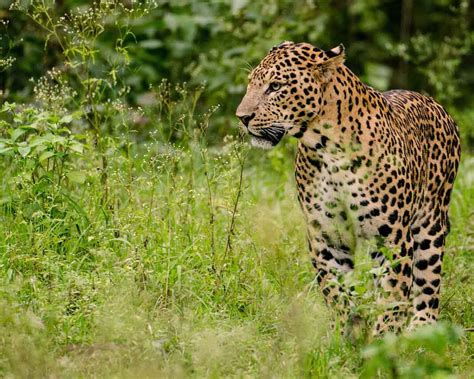 3 Best Wildlife Stays In Karnataka | Femina.in