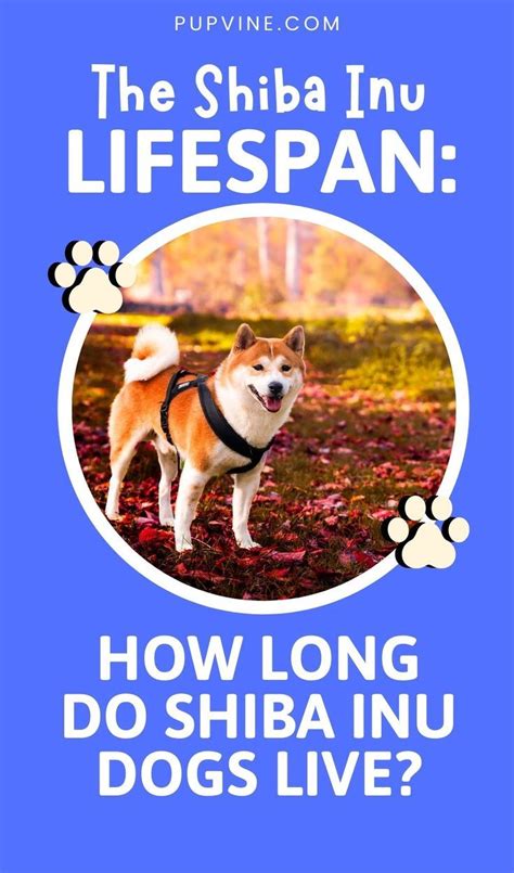 The Complete Guide to Shiba Inu Lifespan: How Long Do These Adorable Dogs Live?
