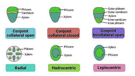 Important Diagrams: Anatomy of Flowering Plants - Biology Class 11 ...