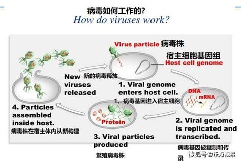 科学网—环境微生物之病毒 - 王从彦的博文