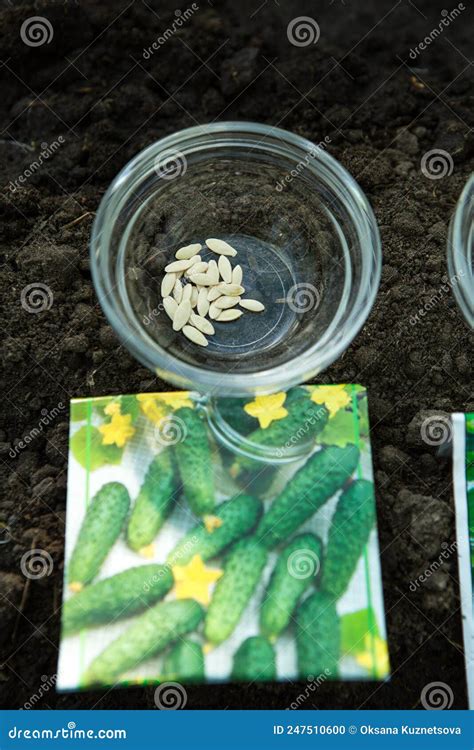 Planting Cucumber Seeds in a Greenhouse. Cucumber Seeds in the Garden ...