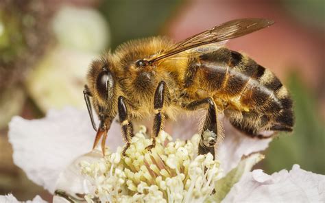Western Honey Bee - Apis mellifera | Bee, Honey bee, Honey