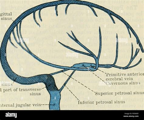 Inferior Sagittal Sinus Cadaver