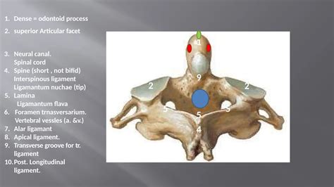 cervical vertebrae dr bushra.pptx ucmd anatomy | PPTX