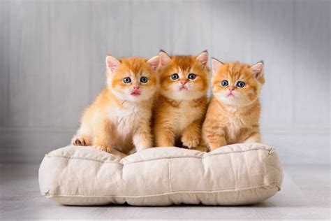 Do Cats Have Periods