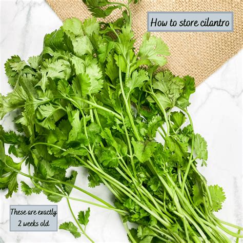 Cilantro Good For Breastfeeding at Charlie Gladys blog