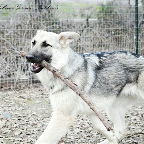 German Shepherd Silver Sable at Johnny Will blog