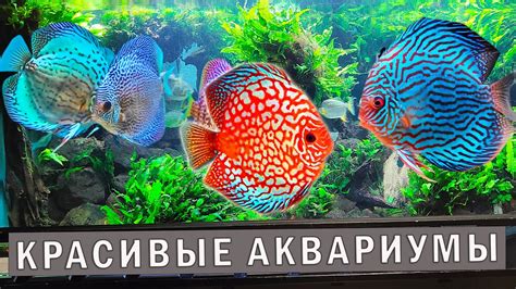 Путешествие в мир АКВАРИУМИСТИКИ! Открытие красоты АКВАРИУМОВ и РЫБОК в ...