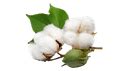 Bayer Crop Science India