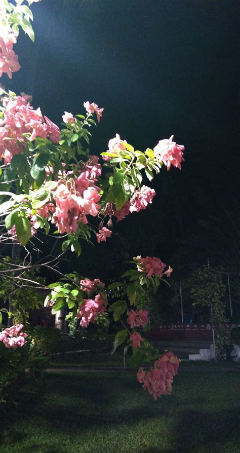 night flowers | Night flowers, Beautiful flowers photography, Glowing ...