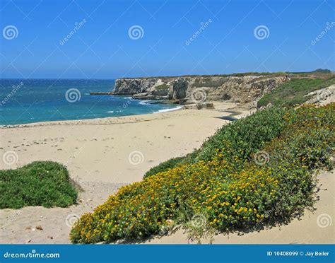 Bonny Doon Beach with Wildflowers, California Stock Image - Image of ...