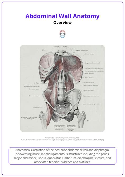Abdominal Wall Anatomy: Surface, Skeletal Structure,& Layers