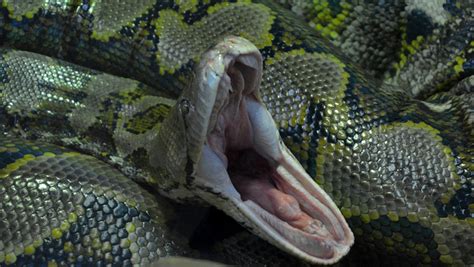 Image result for Netzpython Bite