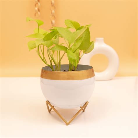 Castleore Small Size Metal Planter for Table Indoor Plants Like Snake ...