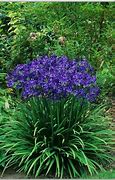 Image result for Blue Spring Perennials