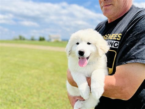 Raising Great Pyrenees Puppies