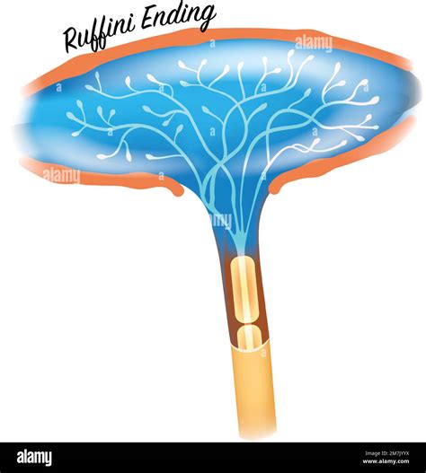 Ruffini Ending The Structure Of Sensory Afferent Compartments In