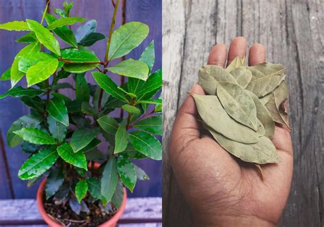 How To Grow & Care For A Bay Tree & Bay Leaf Uses