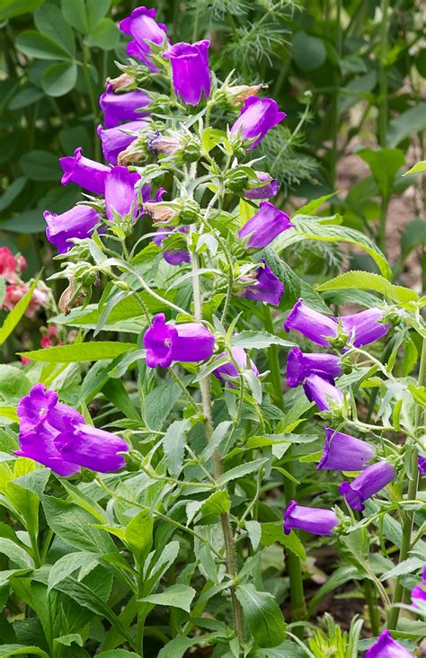 Canterbury Bells · George Washington's Mount Vernon