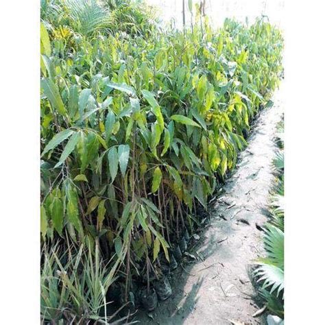 Plants Point Ashoka - Polyalthia longifolia Live Plant : Amazon.in ...