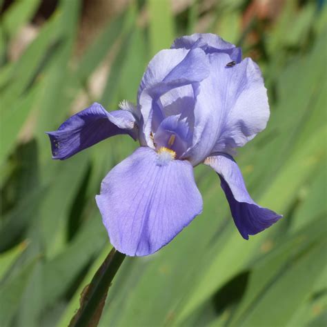 Iris Flower Colors