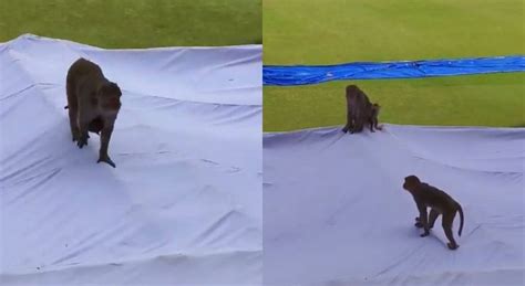 Snakes to Monkeys: Instances when animals stopped cricket match of team ...
