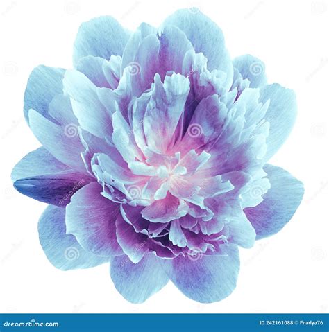 Peony Blue Flowers