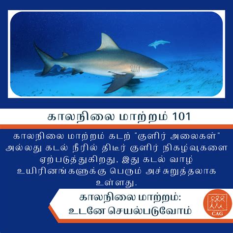 Climate Change - Impact on marine ecosystems | Climate Connection