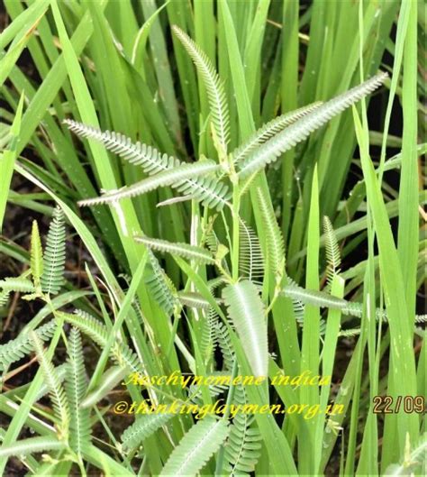 Medicinal Plant Details