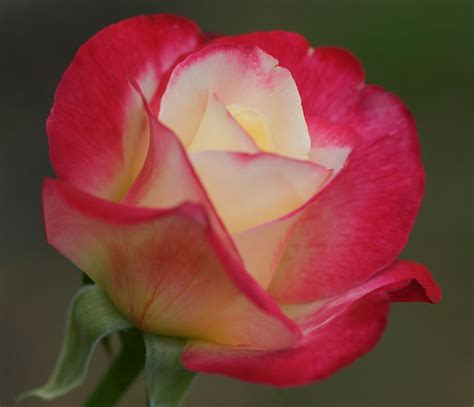 Hybrid Tea Roses