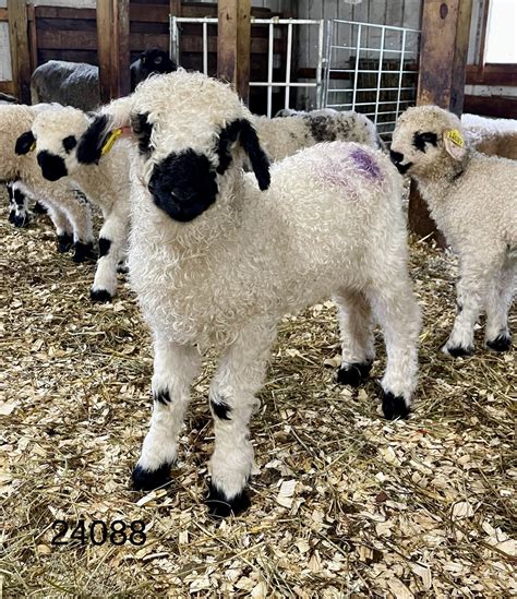 Valais Blacknose Sheep | Phillips Family Farmstead