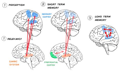 Memory 的图像结果