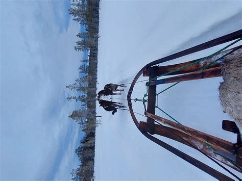 THE HOWLING DOG FARM (2026) All You Need to Know BEFORE You Go (with ...