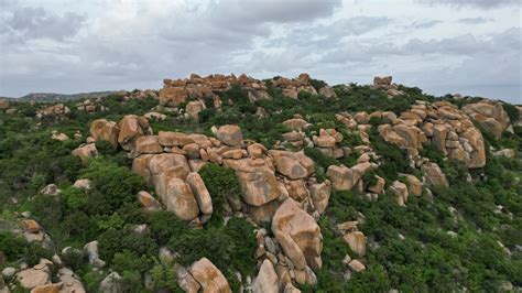 Stripes, Spots And Rosettes: Understanding Feline Fur Patterns ...