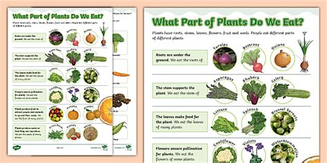 What Part of Plants do we Eat – Activity Sheet