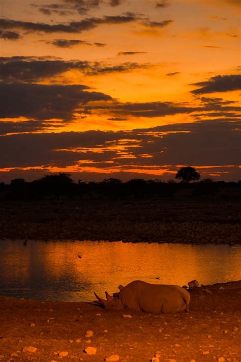 OKAUKUEJO CAMP (Etosha National Park) - Lodge Reviews, Photos, Rate ...