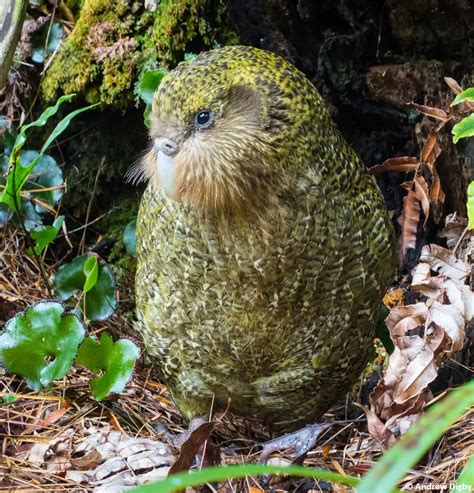 Kakapos: The flightless bird whose numbers are soaring - EDGE of Existence
