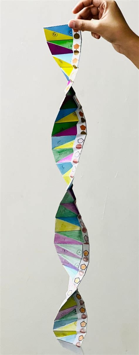 Image result for easyDNA DIY Model