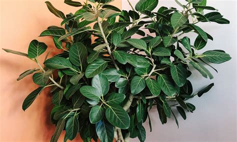Ficus Audrey Care Guide 101 - ROUGE 'N' LOVE