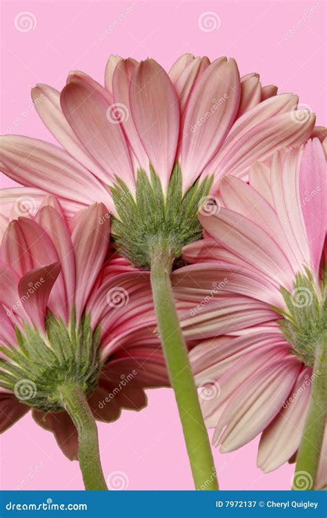 Three Gerbera Daisies stock image. Image of gerbera, flower - 7972137