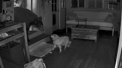 Image result for Python Swallowed a Human