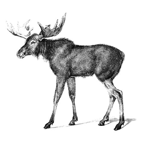 Buck deer drawing Images - Free Download on Freepik