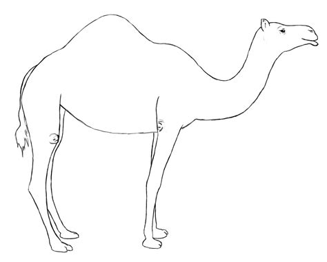 How To Draw A Camel | Camels, Tutorials and Drawings